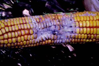 Estrategias de prevención y control para minimizar la contaminación por micotoxinas en maíz