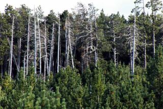 El monte gallego alberga 6 millones de árboles muertos
