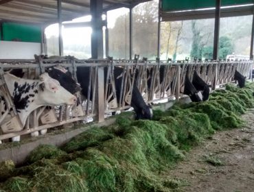 Prácticas sencillas para reducir la huella de carbono en las ganaderías de vacuno de leche