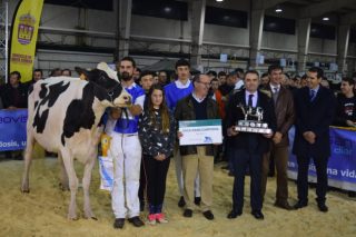 La ganadería Rey de Miñotelo, gran triunfadora del Concurso de Raza Frisona de Galicia