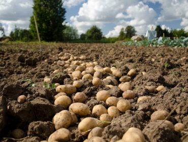 Encuesta a los productores de patata de Galicia para mejorar las técnicas de cultivo