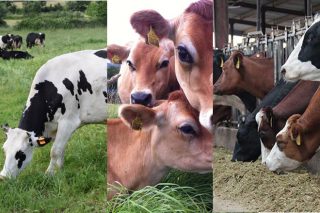 Tres ganaderías produciendo leche con tres razas diferentes: ventajas de cada una