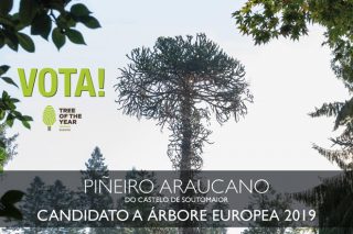 El pino araucano de Soutomaior, candidato a árbol europeo del año