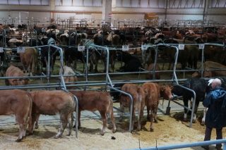 Bajada de los precios del ganado vacuno en Silleda