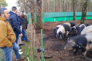 La Diputación de Lugo costea los programas sanitarios de las explotaciones de cerdo celta de la provincia