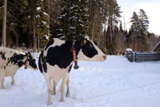 ¿Cómo trabajan en Suecia para reducir el uso de antibióticos en vacuno de leche?