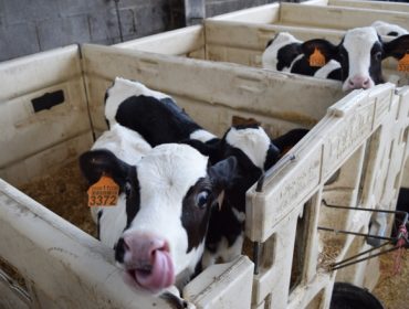 Las ganaderías de A Coruña lideran las pruebas genómicas de CONAFE de octubre