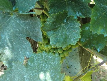 Resultados “prometedores” para reducir el uso de cobre en viticultura