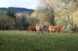 Indignación en los ganaderos portugueses por el veto de la Universidad de Coímbra a la carne de vaca