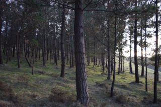 La Xunta subastará en septiembre 61 lotes de madera de pino por más de 2,5 millones de euros