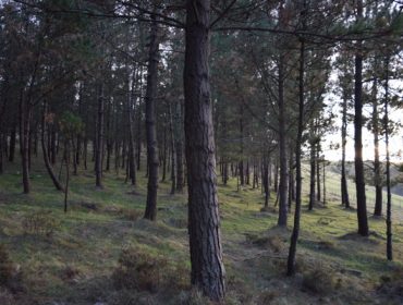 La Xunta subastará en septiembre 61 lotes de madera de pino por más de 2,5 millones de euros