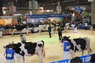 Programa del Concurso Autonómico de ganado frisón, que tendrá lugar en septiembre en Feiradeza