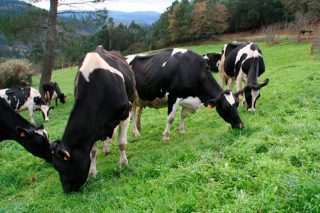 Plantas tóxicas para el ganado vacuno