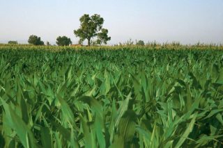 Abonos Entec®, una herramienta para mejorar la productividad y calidad en maíz