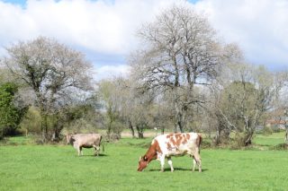 Las cooperativas gallegas estudian la continuidad de su organización de productores de leche