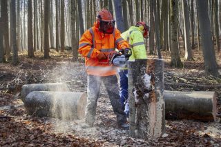 Curso gratuito en Boqueixón para personas desempleadas interesadas en trabajar en la industria forestal de Galicia