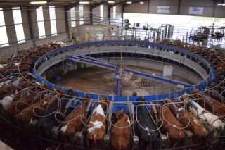 Dunne Farm: Una de las mayores granjas de vacuno de leche de Irlanda