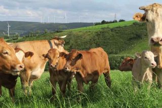 Amio recupera la afluencia de ganado y se mantiene sin variaciones en los precios