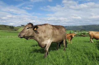 Importes provisionales de las ayudas asociadas para ganadería