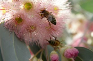 Advierten de que la tala de los eucaliptos viejos pone en peligro la apicultura en Galicia