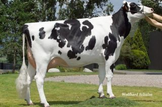 Embriomarket saca una promoción de lotes de embriones de raza Holstein