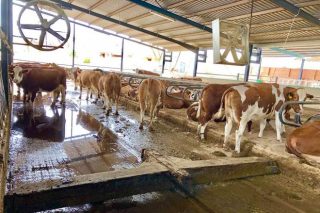 Jornada en una granja referente en raza Fleckvieh en España congrega a unos 100 ganaderos
