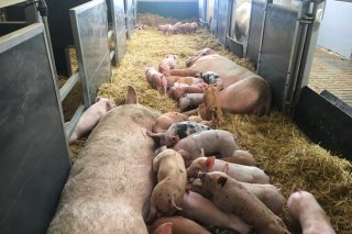 Una granja de porcino gallega recibe el premio Porc D´Or del Ministerio a la mejor de España