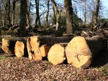 ¿Hay oportunidades de futuro para la madera de las frondosas autóctonas gallegas?