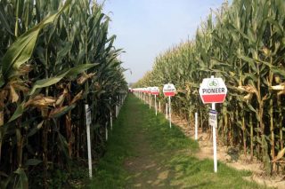 Recomendaciones de híbridos de maíz Pioneer para la campaña 2022