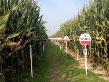 Recomendaciones de híbridos de maíz Pioneer para la campaña 2022