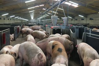 Radiografía sobre el sector porcino: retos y cifras de las granjas de cerdos