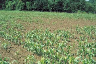 Síntomas y tratamiento del gusano del alambre en maíz