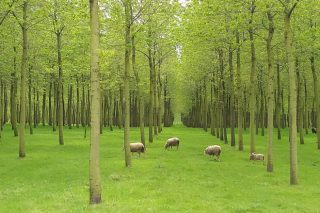 Amplio programa de formación forestal en la provinca de Lugo este otoño