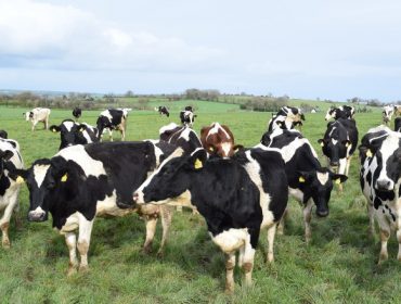 Galicia se sitúa entre las 10 regiones de Europa que más aumentaron la producción de leche tras el fin de las cuotas