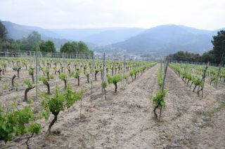 Jornadas sobre el futuro de la vitivinicultura gallega en el Museo do Viño de Galicia