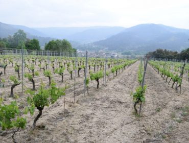 Jornadas informativas sobre el futuro de la vitivinicultura gallega en el Museo do Viño de Galicia