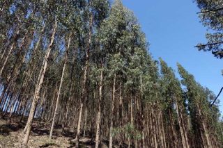 La correcta gestión silvícola duplica la productividad de las plantaciones de eucalipto