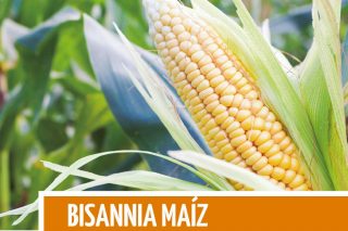 Bisannia Maíz: El fertilizante específico para asegurar la cosecha de maíz forrajero