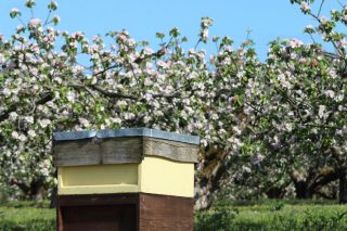 Jornada sobre las ventajas de combinar apicultura y fruticultura