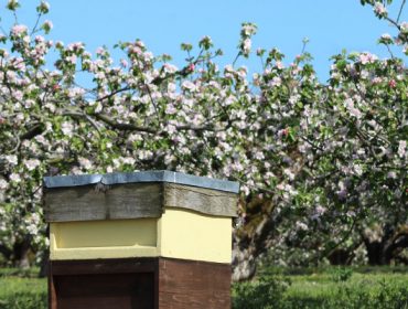 Cursos de fruticultura y apicultura en San Sadurniño