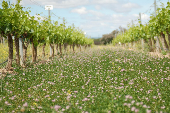 Claves la gestión de cubiertas vegetales en viñedos Campo Galego
