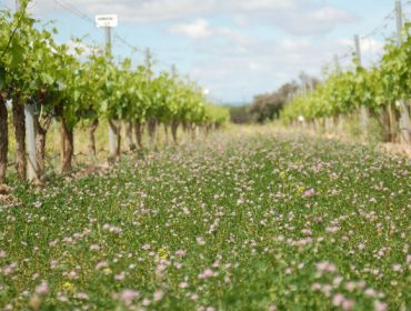 Claves para gestionar las cubiertas vegetales y optimizar sus beneficios en los viñedos