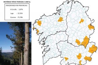 Ourense concentra el principal impacto de la procesionaria del pino en Galicia