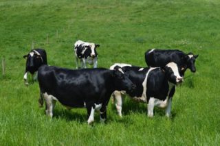 ¿Cómo hacer más rentables las vacas de descarte?