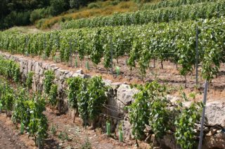 Jornada formativa en Ribadumia sobre “El futuro de la viticultura”