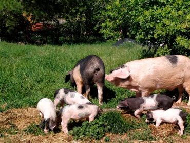 Ayudas a las que podrán acogerse los criadores de Porco Celta con la nueva PAC