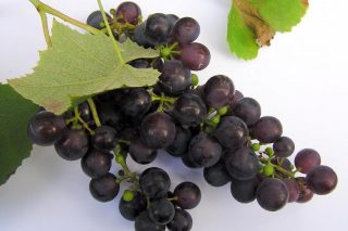 Confirman que la piel de la uva tinta frena la extensión de los melanomas