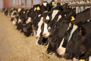 El sector lácteo español aumentó la producción un 1,5% el último año