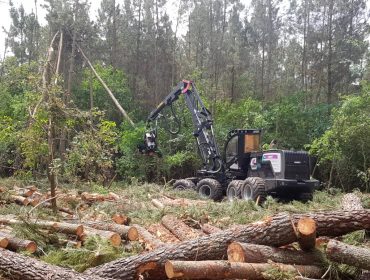 Organizaciones silvícolas y de la madera defienden el consenso alcanzado en el Plan Forestal