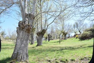 Taller de poda de castaño organizado por el Distrito Forestal Lugo-Sarria